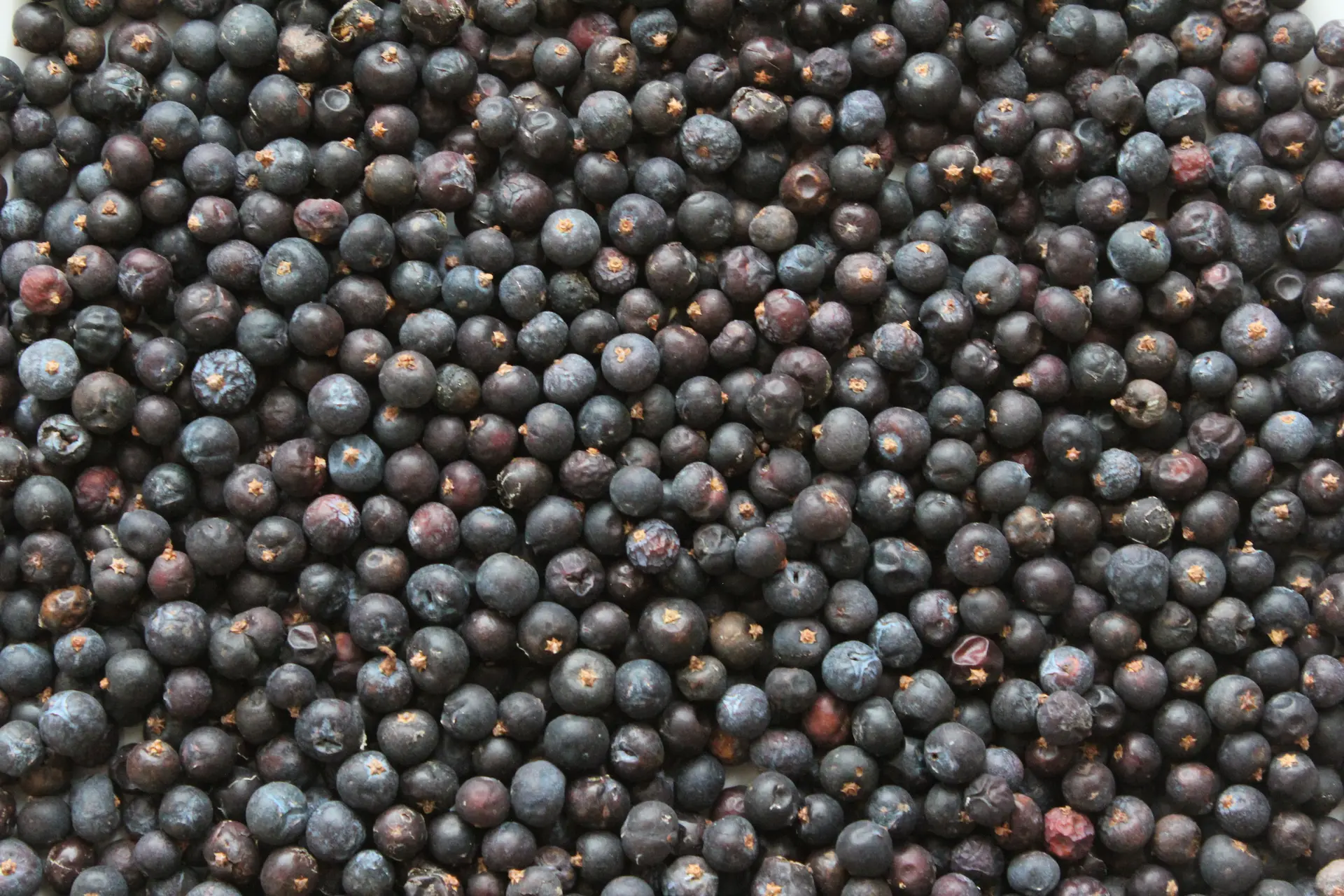 Wacholderbeeren, die Basis von Frau Hitt Gin